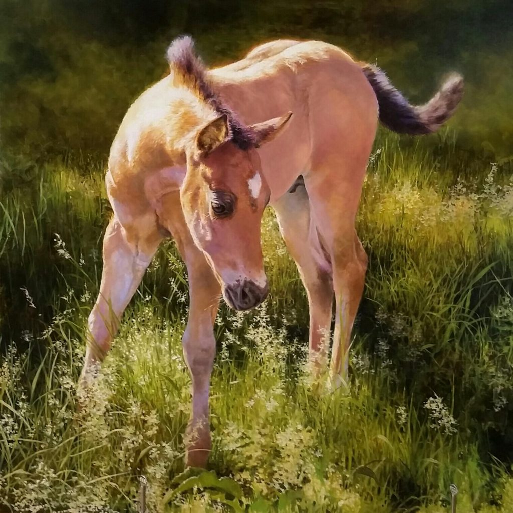 bonnie_marris_buckskin_colt_36x36_oil_on_linen_200001